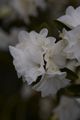 Rhododendron dauricum Arctic Snow-5 Różanecznik